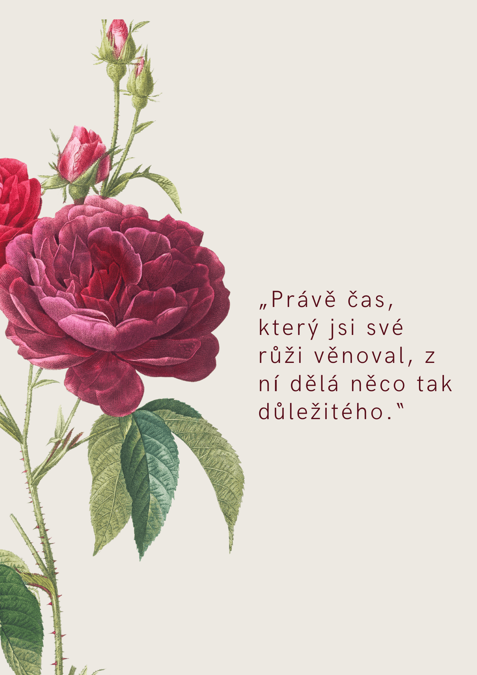 Malý princ citát o růži